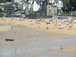  plage de Saint-Enogat